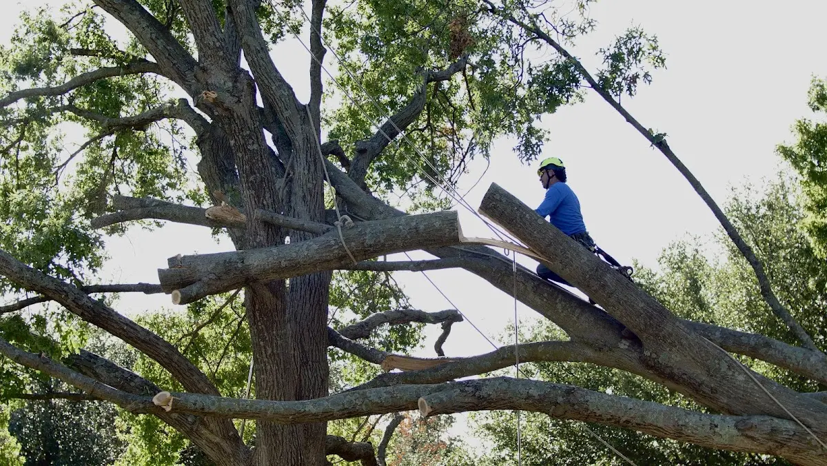 Professional Hazardous Tree Removal performed by certified arborists in Hitchita
