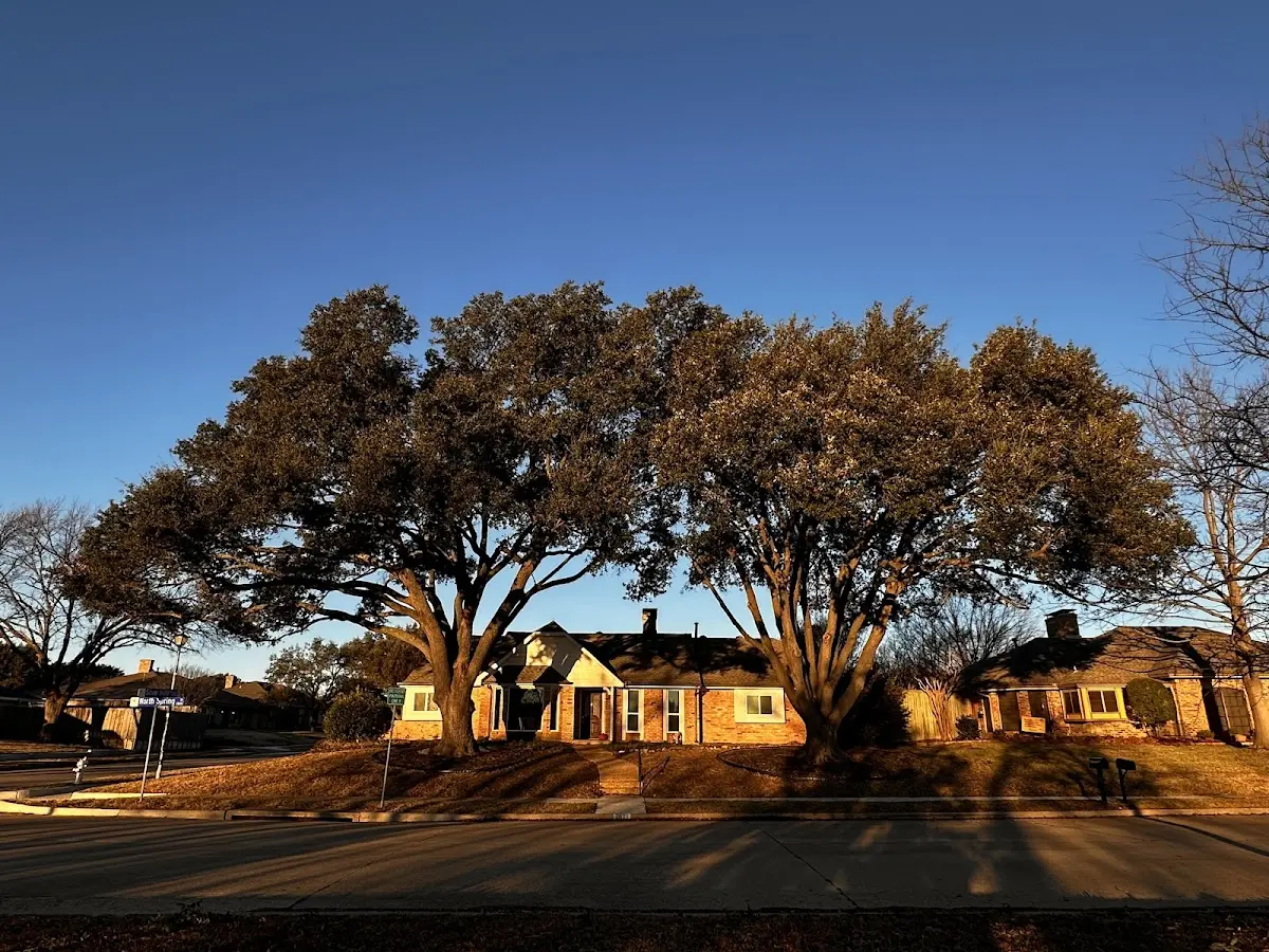 Established residential canopy tree shading a home in Hitchita